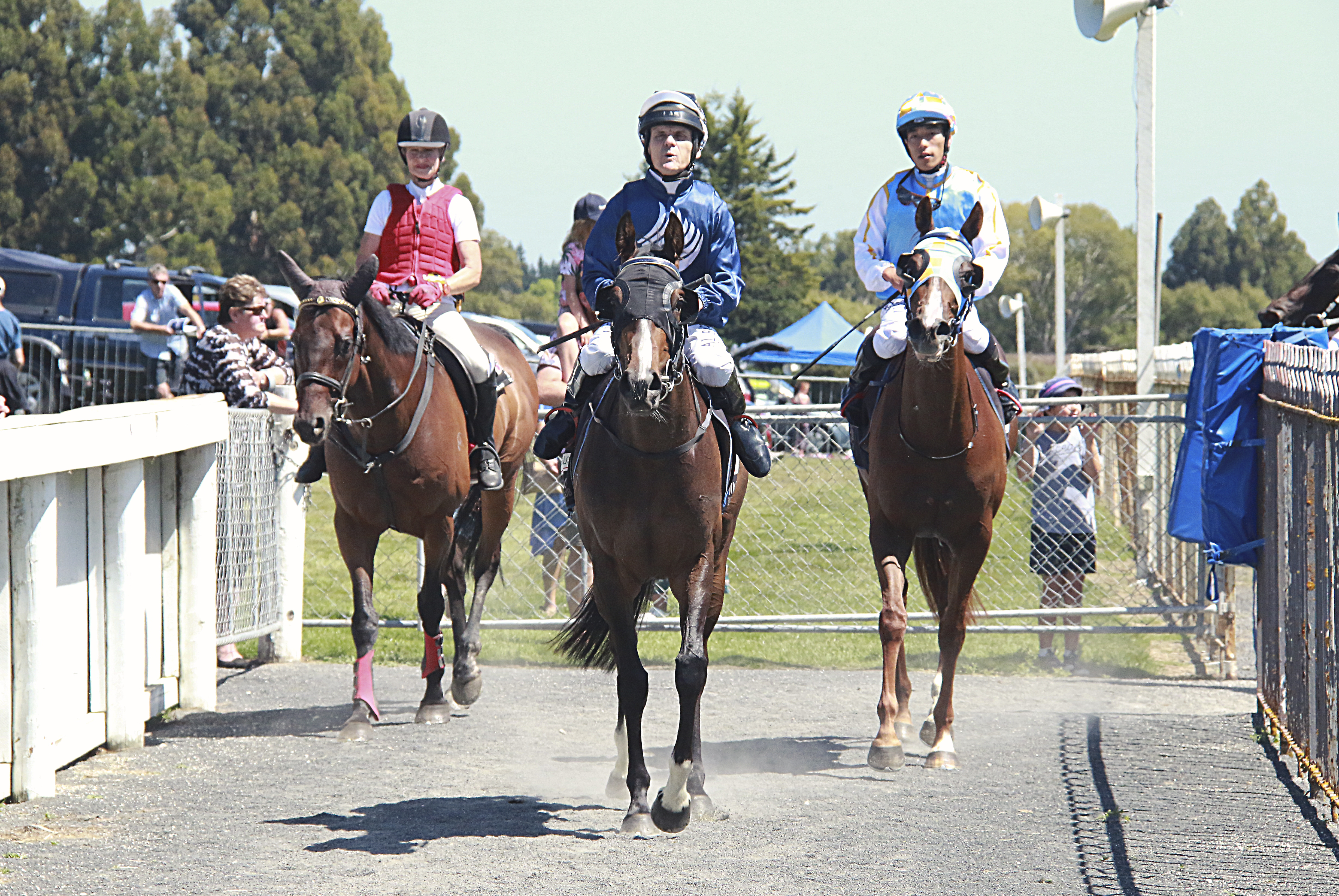 Horses coming off the track